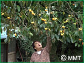 �����Ɏ������`